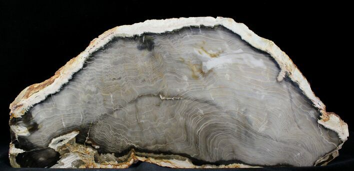 Free-Standing Petrified Wood (Sequoia) - Rogers Mtn, OR #28993